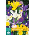 Iris hollandica mix (25 pièces)