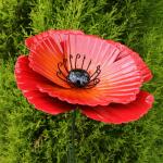 Mohnblume - Red Poppy 75 cm - Gartendeko