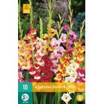 Gladiolus Butterfly Mix (10 pièces)