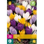 Crocus Mix