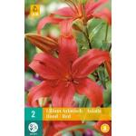 Lilium Asiatic - rote Asiatische Lilien (2 stück)