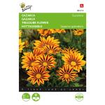 Gazania Sunshine varié - Gazania splendens