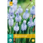 Muscari azureum (10 pièces)