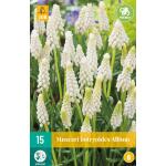 Muscari botryoides album