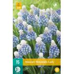 Muscari Mountain Lady (15 pièces)