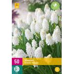 Muscari White Magic (50 pièces)