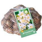 Narcisse Botanical White - Botanique (30 pièces)