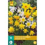 Narcissus Botanisch mix (10 pièces)