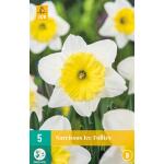 Narcissus Ice Follies (5 pièces)