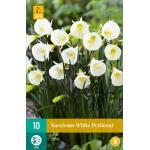 Narcissus White Petticoat