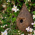 Nichoir pour mésange bleue - XL Wicker