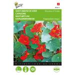 Capucine Empress of India - Tropaeolum majus