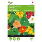 Capucine naine Tom Pouce simple variée - Tropaeolum majus