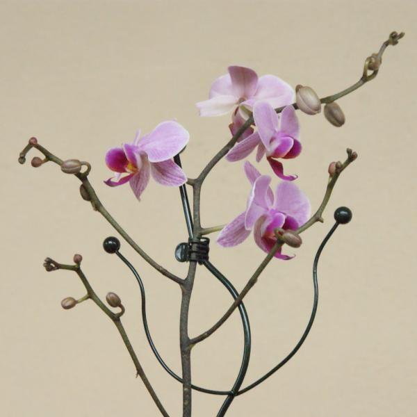 Or brun engrais pour orchidées - 600 ml - Webshop - Matelma