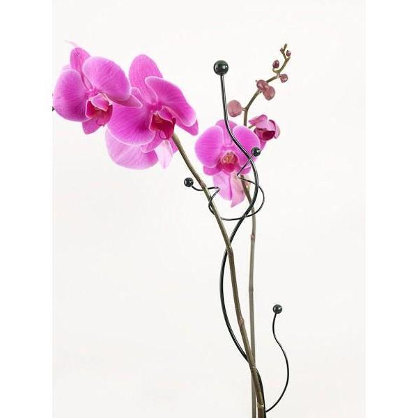 Pipette pour orchidée avec capuchon 16 cc - Webshop - Matelma