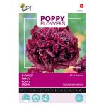 Pavot Black Paeony