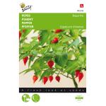 Piment Biquinho - Capsicum chinense