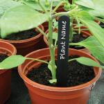 Étiquettes de plantes noires (50 pièces)