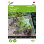 Pflücksalat Red Salad Bowl, Eichenblatt rot - Lactuca sativa