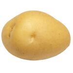 Pommes de terre de semence Berber Hollande - 1,5 kg