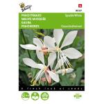 Mauve Musquée - Gaura Sparkle White