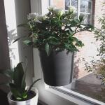 Pot à fleurs pour fenêtre Ø 12 cm