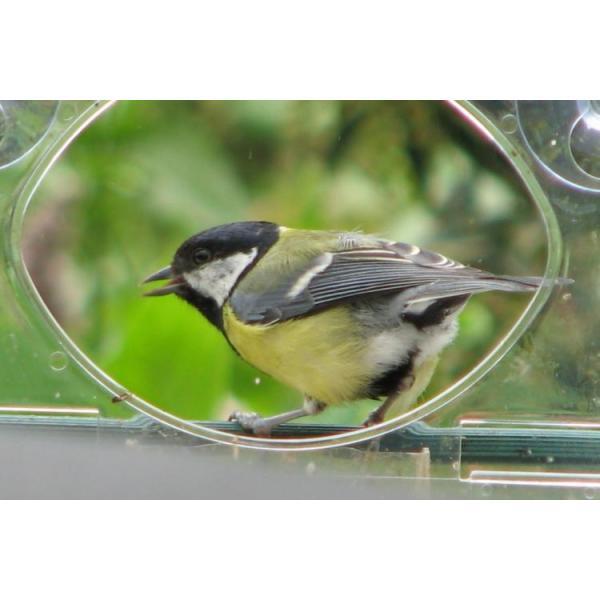 Mangeoire à oiseaux pour fenêtre Dewdrop