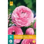 Ranunculus Pink - Renoncule (10 pièces)