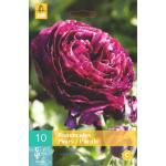 Ranunculus Lila (10 stück)