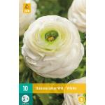 Ranunculus weiß - Ranunkel