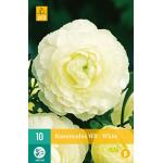 Ranunculus White (10 pièces)