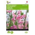 Edelwicke Royal Leuchtendrosa, rosa - Lathyrus odoratus