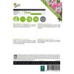 Edelwicke Royal Leuchtendrosa, rosa - Lathyrus odoratus
