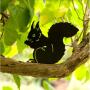 Silhouette fressendes Eichhörnchen - dekorativ