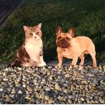 Silhouettes décoratives de chat et chien