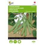 Haricot nains sabre Admires - Phaseolus vulgaris