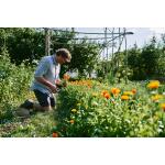 Tomate Buffalosun - graines Wim Lybaert