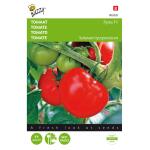 Tomate Pyros F1 - Solanum lycopersicum L.