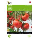 Tomate Saint Pierre - Solanum lycopersicum L.
