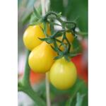 Tomates jaunes en forme de poire