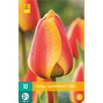 Tulipa Apeldoorn's Elite (10 pièces)