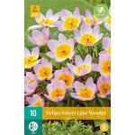 Tulipa bakeri Lilac Wonder - Botanische Tulpe (10 stück)