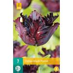 Tulipa Black Parrot (7 pièces)