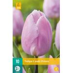 Tulipe Candy Prince - unique et précoce (10 pièces)