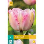 Tulipe Finola - Double tardive