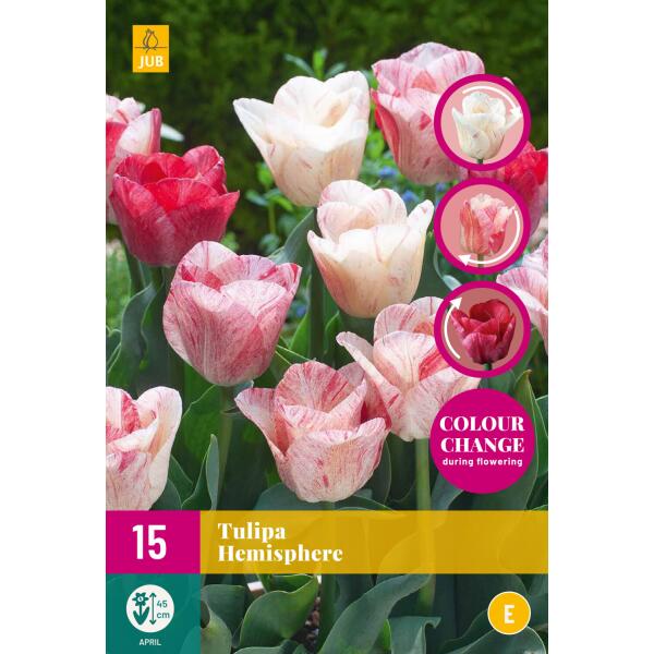 25 bulbes de tulipes Gudoshnik Double - Tulipes - Bulbes de fleurs - Bulbes  - Tulipe - | bol