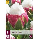 Tulipa Ice Cream - Doppeltspät Tulpe