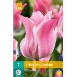 Tulipe Miss Elegance - Triumph (7 pièces)