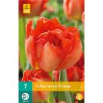 Tulipa Monte Orange - doppeltfrühe Tulpe (7 stück)