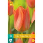 Tulipa Orange Emperor - Fosteriana Tulpe (10 stück)